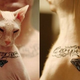 Illustration for article titled Total Jackass Gives His Cat a Tattoo